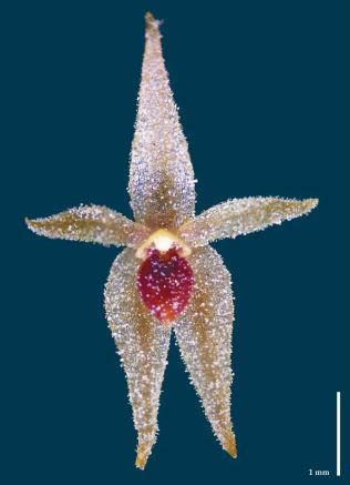 Descubren una nueva especie de mini orquídea en Perú